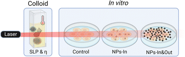 Graphical abstract: Key factors influencing magnetic nanoparticle-based photothermal therapy: physicochemical properties, irradiation power, and particle concentration in vitro