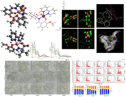 Graphical abstract: Synthesis, characterization, crystal structure, and molecular docking of o-vanillin and l-valine derived molecules: a DFT study and antiproliferative activity against the PANC-1 cancer cell line