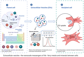 Graphical abstract: Metals in nanomotion: probing the role of extracellular vesicles in intercellular metal transfer