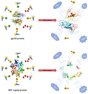 Graphical abstract: Reactive molecular dynamics simulations investigating ROS-mediated HIV damage from outer gp120 protein to internal capsid protein