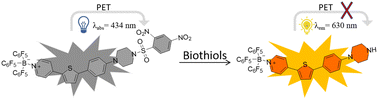 Graphical abstract: BT-DNBS: a novel cyanine-based turn-on fluorescent probe with large Stokes shift for sensitive and selective detection of biothiols in live-cell imaging