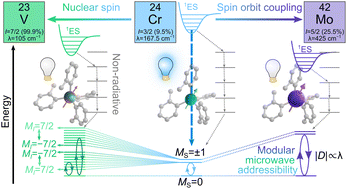 Graphical abstract: Coherent spin-control of S = 1 vanadium and molybdenum complexes