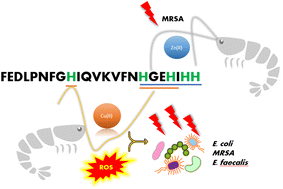 Graphical abstract: Cu(ii) binding to an antimicrobial shrimp peptide – a small step for structural chemistry, a big leap for medicinal applications