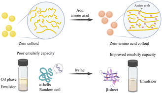 Graphical abstract: The relationship between the secondary structure and the emulsifying ability of protein-based particles and the Pickering emulsions stabilized by the zein–lysine complex