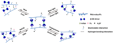 Graphical abstract: A quadruple-stimuli responsive supramolecular hydrogel constructed from a poly(acrylic acid) derivative and β-cyclodextrin dimer