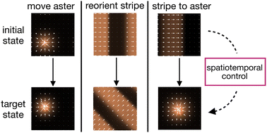 Graphical abstract: Spatiotemporal control of structure and dynamics in a polar active fluid
