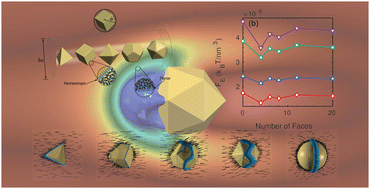 Graphical abstract: Geometrical impacts of platonic particles on nematic liquid crystal dynamics