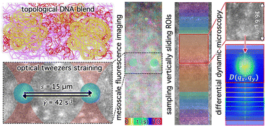 Graphical abstract: Mapping deformation dynamics to composition of topologically-active DNA blends