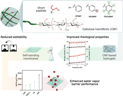 Graphical abstract: Nanocellulose-short peptide self-assembly for improved mechanical strength and barrier performance