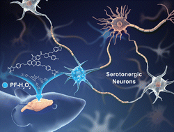 Graphical abstract: A versatile fluorescent probe for hydrogen peroxide in serotonergic neurons of living brains of mice with depression