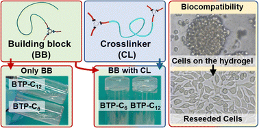 Graphical abstract: Injectable biocompatible hydrogels with tunable strength based on crosslinked supramolecular polymer nanofibers
