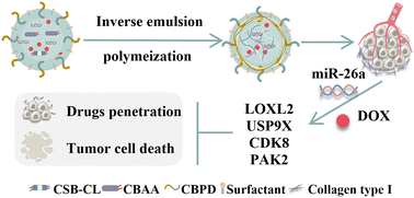 Graphical abstract: A facile combined therapy of chemotherapeutic agent and microRNA for hepatocellular carcinoma using non-cationic nanogel