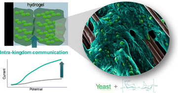 Graphical abstract: Yeast biofilm synapse: an intra-kingdom pathway to high-density current output in bioelectronic devices