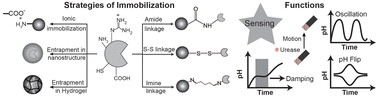 Graphical abstract: Urease-coupled systems and materials: design strategies, scope and applications