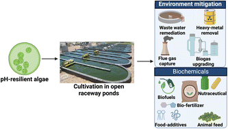 Graphical abstract: Thriving in extremes: harnessing the potential of pH-resilient algal strains for enhanced productivity and stability