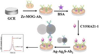 Graphical abstract: An electrochemiluminescence biosensor based on Ag–Ag2S as an efficient emitter and Zr-MOG as the co-reaction promoter for the ultrasensitive detection of CYFRA21-1