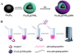 Graphical abstract: Design of a novel rhodamine B based pH-responsive magnetic adsorbent and its application in phosphopeptidomics