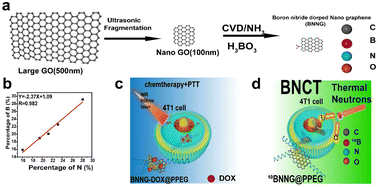Graphical abstract: 10Boron-doped carbon nanoparticles as delivery platforms for boron neutron capture therapy and photothermal therapy