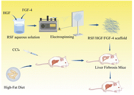 Graphical abstract: Silk fibroin scaffolds loaded with growth factors can reverse liver fibrosis