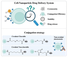 Graphical abstract: The impact of conjugation strategies and linker density on the performance of the Spermine-AcDex nanoparticle–splenocyte conjugate