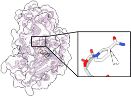 Graphical abstract: Structural basis of SIRT2 pre-catalysis NAD+ binding dynamics and mechanism