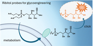 Graphical abstract: Alkyne-tagged ribitol-5-phosphate derivatives for metabolic labelling of alpha-dystroglycan