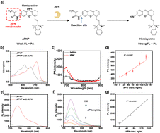 Graphical abstract: An activatable molecular probe for early detection of obesity-associated aminopeptidase N activity in vivo and in serum