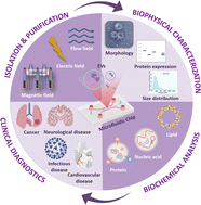Graphical abstract: Microfluidic-assisted analysis of extracellular vesicles for advanced biomedical applications
