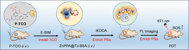 Graphical abstract: Pre-targeted delivery of a tetrazinylated albumin–zinc(ii) porphyrin complex for tumor photodynamic therapy