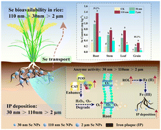 Graphical abstract: Small-sized selenium nanoparticles reduce the bioavailability of selenium in rice (Oryza sativa L.) by stimulating the formation of more iron plaque