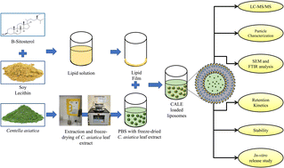 Graphical abstract: Sustainable liposomal delivery of Centella asiatica polyphenols: β-sitosterol stabilization, LC-MS/MS profiling, and simulated release study