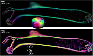 Graphical abstract: Imaging the orientation of hydroxyapatite crystallites across full mouse femora
