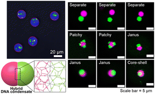 Graphical abstract: Formation dynamics of patchy/Janus DNA condensates in monodisperse giant vesicles generated using microfluidics