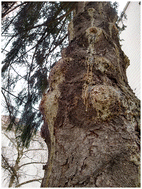 Graphical abstract: Natural dielectrics for organic field effect transistors: a study on resins derived from larch, spruce and Atlas cedar Pinaceae trees