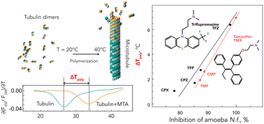 Graphical abstract: Analysis of two screens reveals a correlation between antiamoebic and anti-tubulin activities of phenothiazine and triphenylethylene derivatives