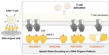 Graphical abstract: Pattern and precision: DNA-based mapping of spatial rules for T cell activation