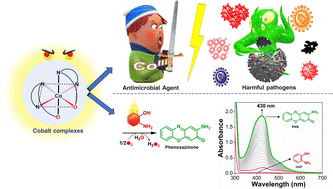 Graphical abstract: Impact of ligand steric hindrance on the phenoxazinone synthase-like reactivity and antibacterial activity of cobalt(iii) complexes of N2O donor ligands