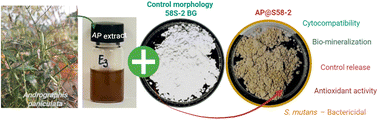 Graphical abstract: Sol–gel derived silica-based 58S bioactive glass as a carrier for Andrographis paniculata extract in antibacterial dental applications
