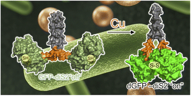Graphical abstract: Chromophore charge-state switching through copper-dependent homodimerisation of an engineered green fluorescent protein