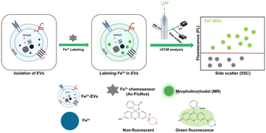 Graphical abstract: Detection of ferrous ions in extracellular vesicles at the single-particle level by nano-flow cytometry