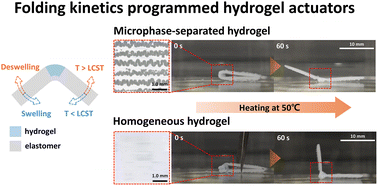 Graphical abstract: Programmable folding kinetics in single-composition hydrogel actuators via UV-induced microphase separation