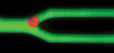 Graphical abstract: Analyzing cell mechanics in hematologic diseases with microfluidic biophysical flow cytometry