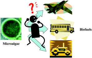 Graphical abstract: Algal biofuels: the eternal promise?
