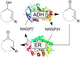 Graphical abstract: A biocatalytic redox isomerisation