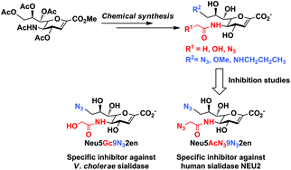 Graphical abstract: Synthesis of selective inhibitors against V. cholerae sialidase and human cytosolic sialidase NEU2