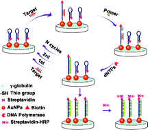 Graphical abstract: Spectrophotometric and ultrasensitive DNA bioassay by circular-strand displacement polymerization reaction