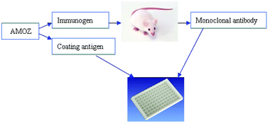 Graphical abstract: Synthesis of furaltadone metabolite, 3-amino-5-morpholinomethyl-2-oxazolidone (AMOZ) and novel haptens for the development of a sensitive enzyme-linked immunosorbent assay (ELISA)