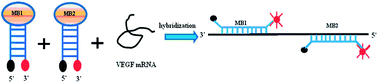 Graphical abstract: A rapid and simple method to assess the changes of human VEGF mRNA based on dual molecular beacons