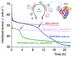 Graphical abstract: Counteracting the inhibitory effect of proteins towards lung surfactant substitutes: a fluorocarbon gas helps displace albumin at the air/water interface
