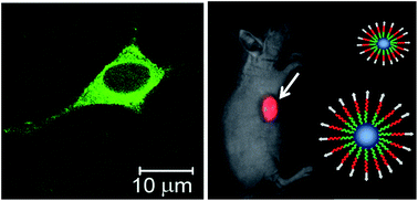 Graphical abstract: Fluorescent organic nanocrystals and non-doped nanoparticles for biological applications